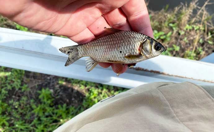 淡水小物釣りで小鮒2尾と苦戦【埼玉・越谷】本格シーズンインは6月以降か