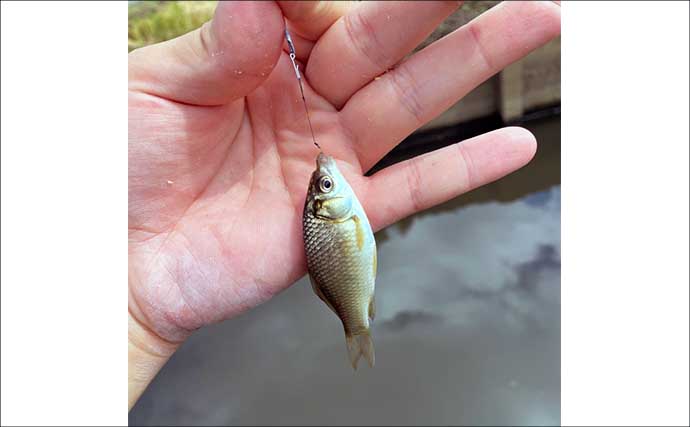 淡水小物釣りで小鮒2尾と苦戦【埼玉・越谷】本格シーズンインは6月以降か