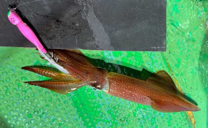 イカメタルで「サバ地獄」の中からイカ拾い釣り【福岡】その場でできるサバ対策とは？