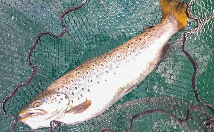 フライフィッシングで52.5cmのブラウントラウトを手中【神奈川・芦ノ湖】サクラ＆サツキマスは不発