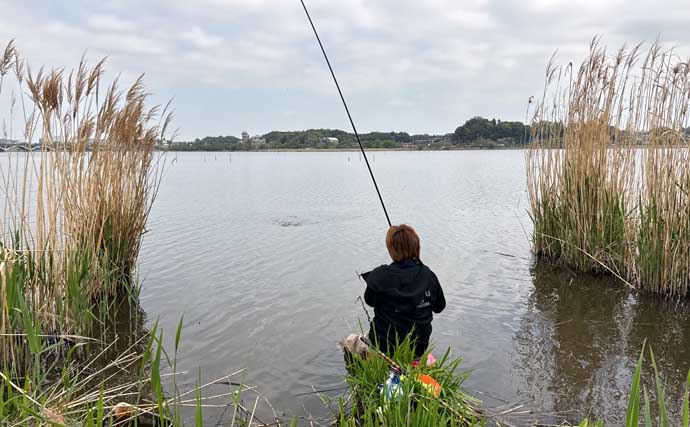 吉田康雄のザ・チャレンジへらぶな【超浅場で晩春ベラを狙う：第4回】