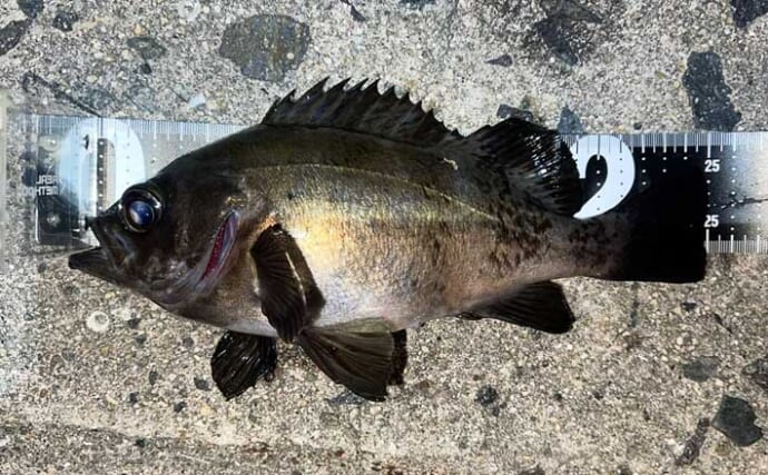 フロートリグでのメバリングで25cmメバルをキャッチ【広島】巻かずに流すが正解？