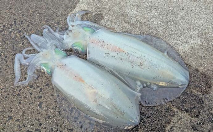 天草西海岸のエギングで400gアオリイカを手中【熊本】ワームでヒラスズキ50cm超もヒット