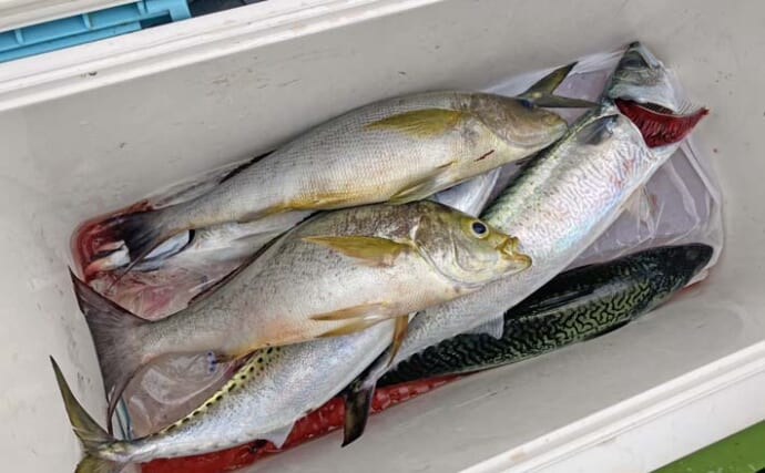 大山沖のイサキ釣りで37cmの本命を手中【愛知・おざき丸】脂の乗ったサバ4匹もゲット