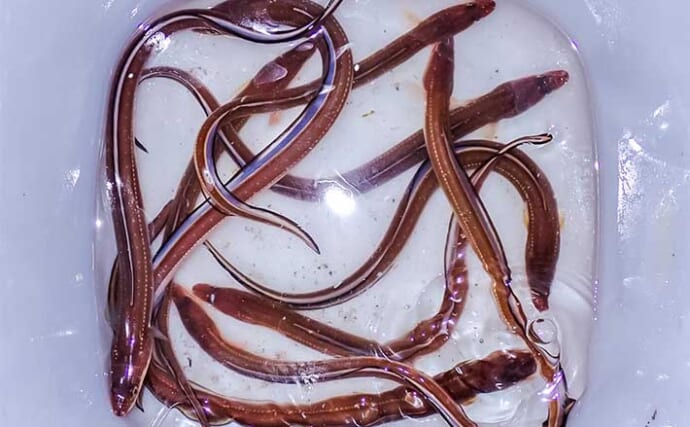 「2025年はアナゴの当たり年！？」霞ヶ浦ふ頭のちょい投げ釣りで30cm級アナゴ連発【三重】