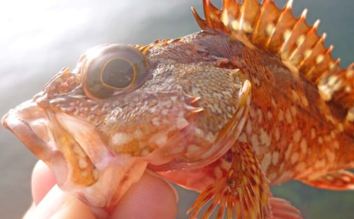 南伊勢ライトルアー釣行でアジ・カサゴ・オオモンハタ手中【三重】新ロッドのウロコ付け完了