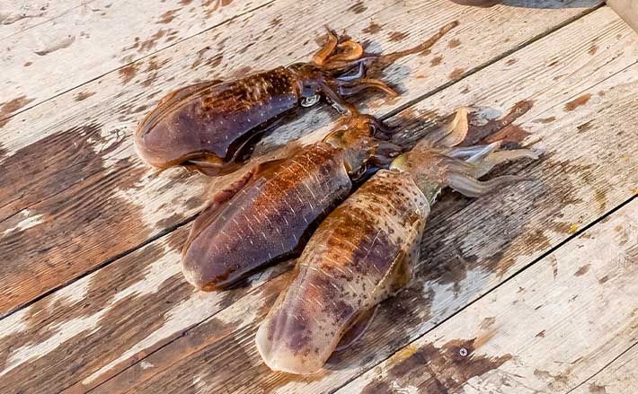 イカダのヤエン釣りで1.24kgのアオリイカを確保【三重・迫間浦
