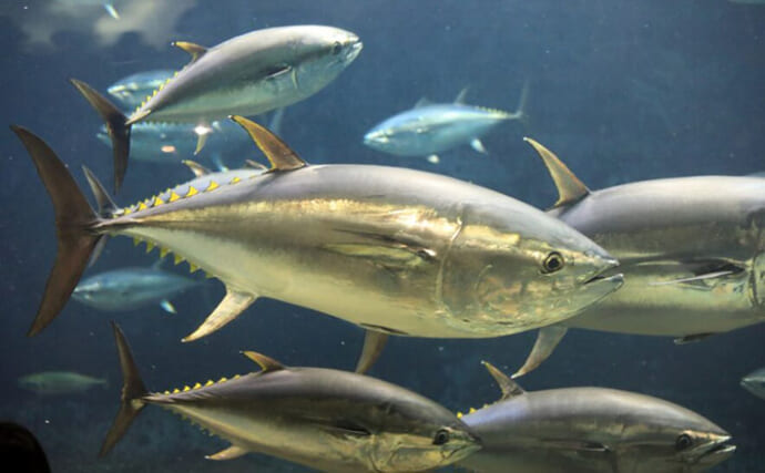 東京で獲れたクロマグロのブランド化が進む　伊豆諸島の高級魚に注目集まる