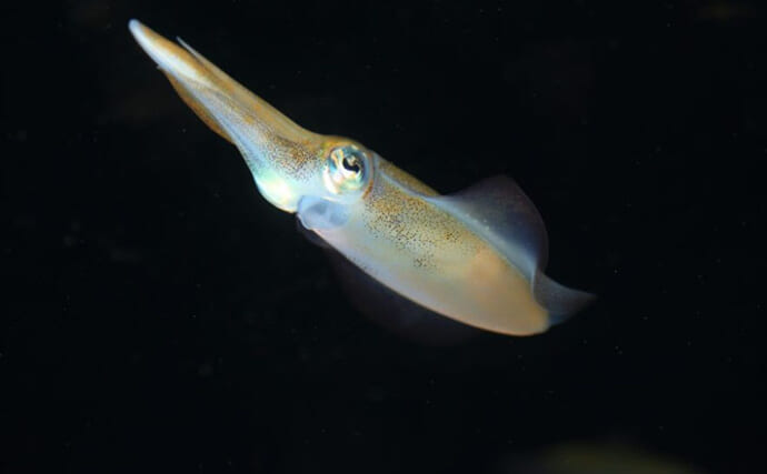 「名前は可愛いけど健康被害の可能性も」 アオリイカから新種の寄生虫『イカチュウチュウ』が発見される