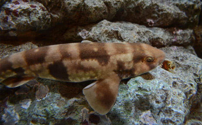 「和名と英名がこんなに違う？」　動物の名前が付いたややこしい『サメ』たち