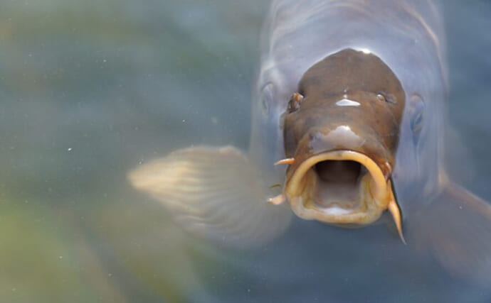 「胃がないから満腹知らず？」意外と知らないちょっと変わった鯉（コイ）の生態
