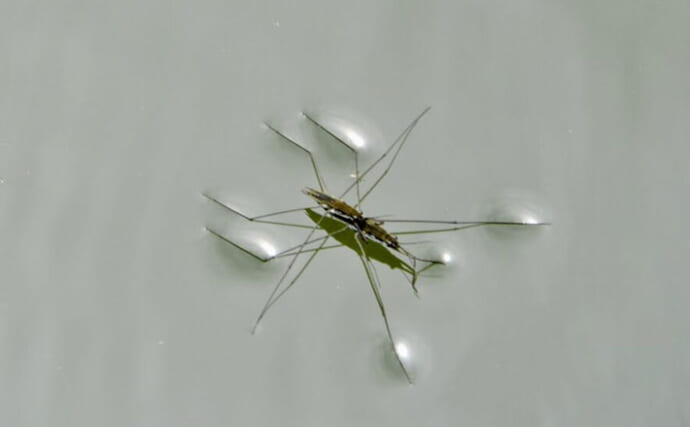 意外と知らない『アメンボ』が水の上を歩ける理由　実はカメムシの仲間で空も飛べる？