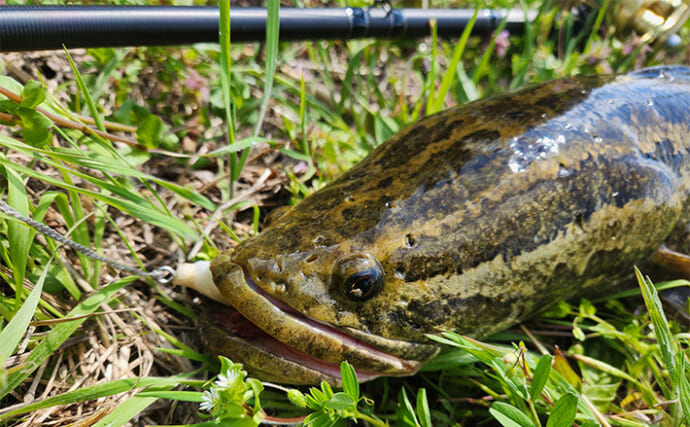 ライギョゲームで70cm級頭に本命2尾キャッチ【山形】フロッグルアーに丸見えバイト