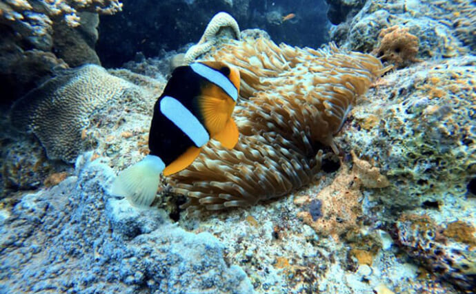 「まるで家賃の支払い？」クマノミが宿主のイソギンチャクにエサをシェアすることが判明