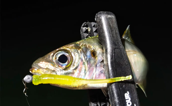 志摩エリアでエギング＆アジング釣行【三重】アオリイカは不発もアジに笑顔