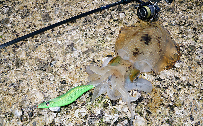 「食い渋りを打破！」DUELの定番エギ『EQ』と遠投型『マグパタ』で春アオリを攻略【長崎】