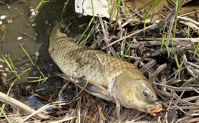 「家の台所に残りがちな食材で釣りをしよう！」 釣りエサに使える食品3選