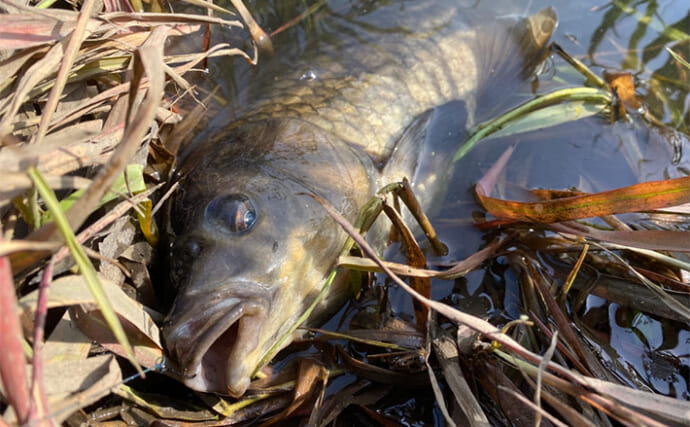 用水路でのパン鯉釣りで本命3匹キャッチ【埼玉・越谷】ゲストにナマズも顔見せ