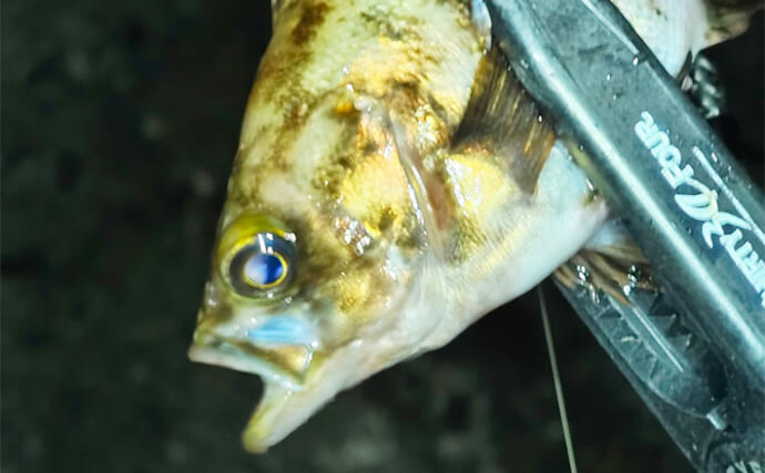 伊勢湾奥の陸っぱりライトゲームでカサゴ時々メバル【名古屋港～四日市】アジの気配はなし