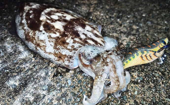 福井エリアのエギング釣行で大型の春アオリイカを狙う　場所選びのポイントは「鹿」？