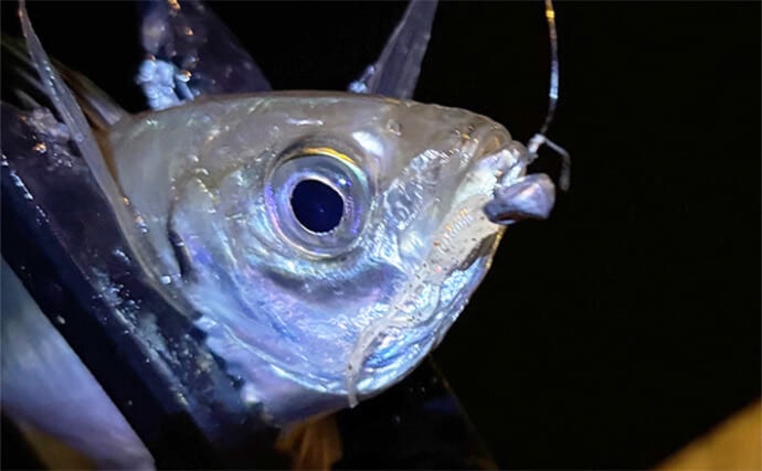 「2025年春の大阪湾アジングは期待薄か？」 朝夕のマヅメ時にもアジ回遊なし