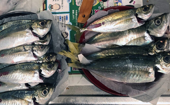 「10匹じゃまだまだ釣り足りない？」ライトゲーム爆釣の基準を魚種別に考えてみた