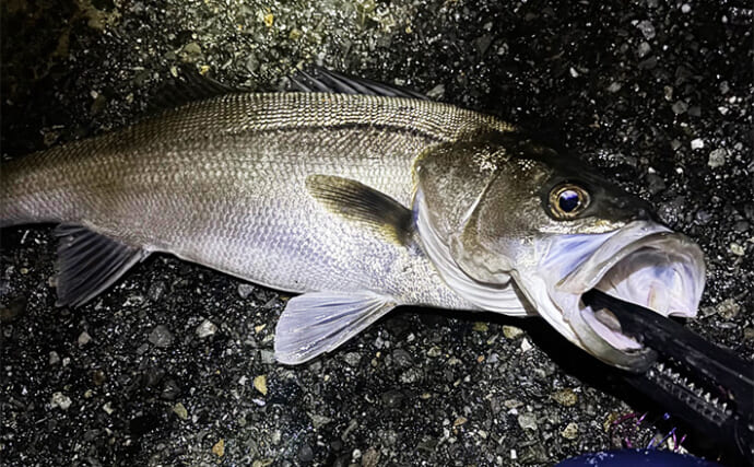 泉大津でのライトゲームで60cm級シーバス2尾【大阪湾】小型のキビレも連発