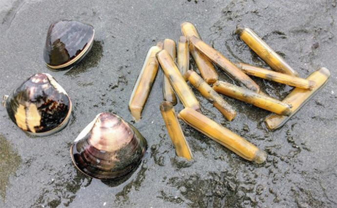 江戸川河口の潮干狩りでマテガイ13本ゲット【東京湾】ゲストに大粒ハマグリも　