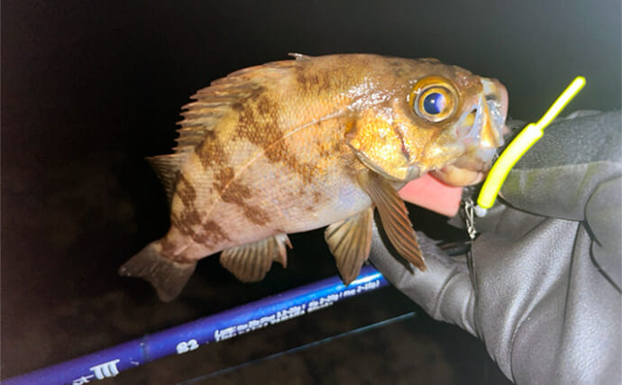 「藻のキワをフロートで攻略！」地磯メバリングで25cm筆頭にメバル3尾と対面【山口】