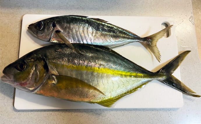 地磯でのカゴ釣りで43cmシマアジをキャッチ！【静岡・伊豆半島】良型アジも顔見せ