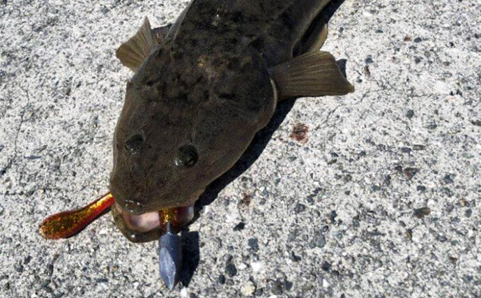 陸っぱりでマゴチ釣るなら「ボトムワインド」で決まり！【釣り方・アタリの出方を解説】