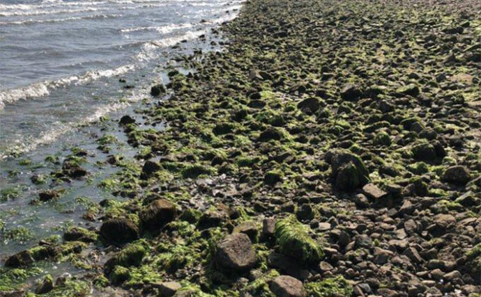 「人がやらない場所にこそアサリがいる！」サイズも数も期待できる隠れた潮干狩りスポットの見つけ方