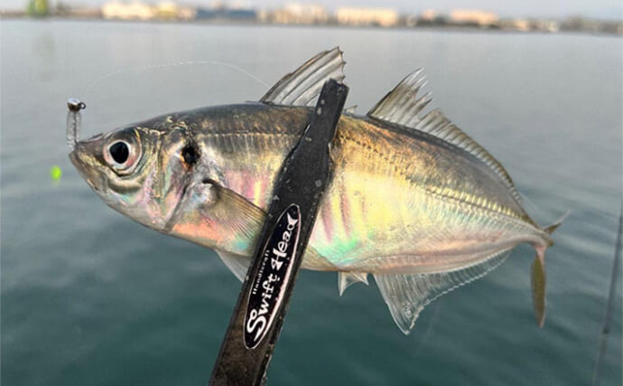 泉州エリアのアジングで25cm超えを含み20匹超ヒット【大阪】夕マヅメに時合い到来