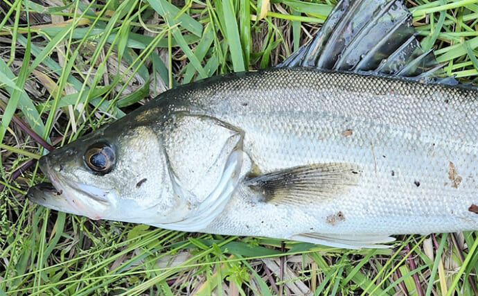 村田川デイシーバスゲームで55cm本命キャッチ【千葉】潮の動き出しでヒット