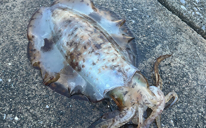 ヤエン釣りで今期初の1kg超えアオリイカを好捕【三重・南伊勢】春シーズンが開幕