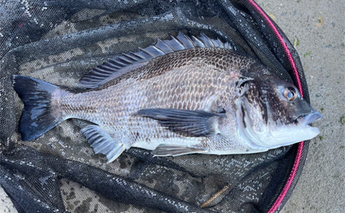 「乗っ込みシーズン到来！」木曽三川エリアの前打ち釣りで40cm超え良型クロダイが連発