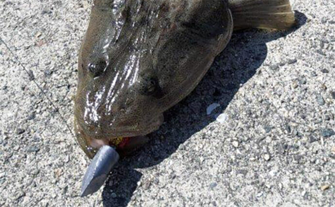 対マゴチ最強釣法は『ボトムワインド』　おすすめのジグヘッド＆ワーム3選