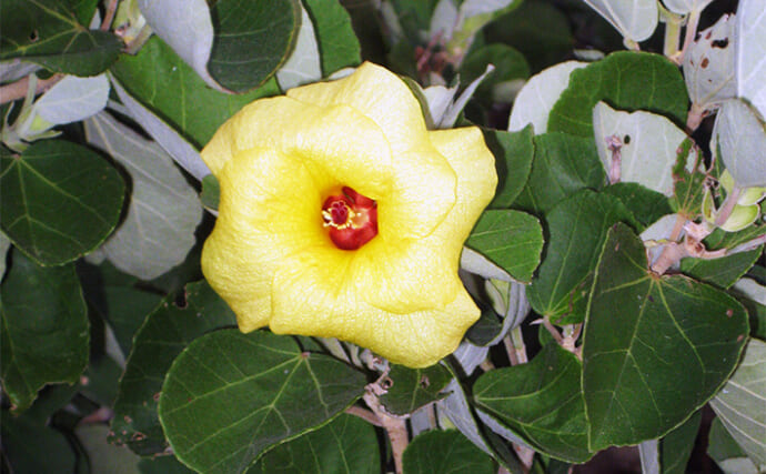 《春〜夏編》身近な海釣りフィールドに生えている【海岸性植物たち6選】