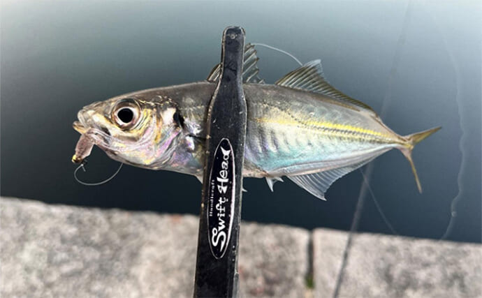 和歌山エリアで激渋アジング釣行　釣れない大群を釣るコツは超精密なレンジ攻略にあり？