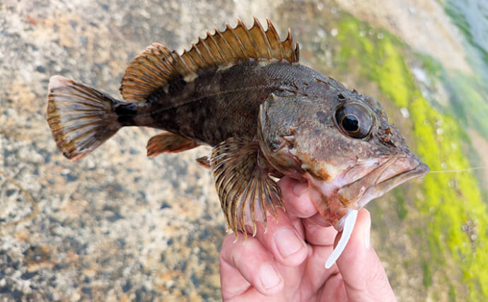 漁港でのライトロックゲームでカサゴを連打！【京都】曇天にグローカラーのワームが奏功