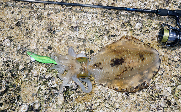 「食い渋りを打破！」DUELの定番エギ『EQ』と遠投型『マグパタ』で春アオリを攻略【長崎】