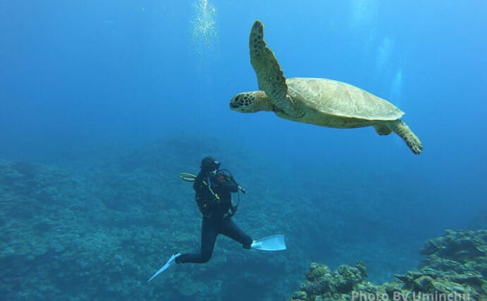 「温度が高いとメスしか生まれない？」 地球温暖化で生存が脅かされる【ウミガメの不思議な生態】