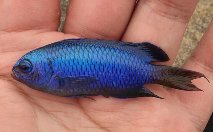 堤防や磯で見かける青い小魚『ソラスズメダイ』飼育の注意点　実は体の色がすぐに変わる？