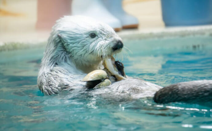 日本で唯一ラッコに会える『鳥羽水族館』で【確実にラッコを観覧するための3つの鉄則】