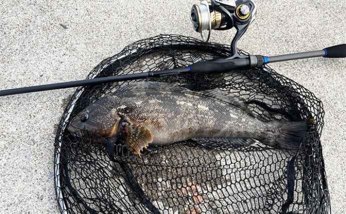 北海道のルアー根魚釣りで丸々としたアイナメ2尾【噴火湾】足元のブロック帯でヒット