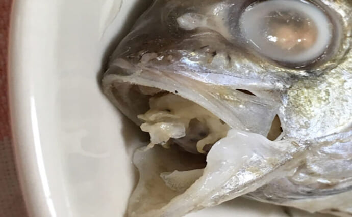 「魚の口の中で性転換？」 舌を乗っ取る奇妙で奇怪な寄生生物『ウオノエ』