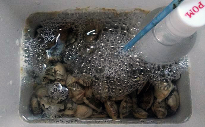 潮干狩りで採った【アサリの砂抜き】完全ガイド　帰ったらすぐ食べられる裏技も紹介！