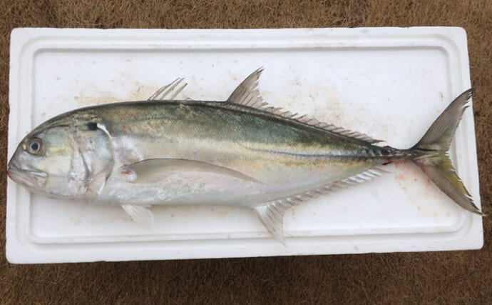 珍しい巨大アジ『ミナミギンガメアジ』を食べてみた　南方種の特徴と食味とは？