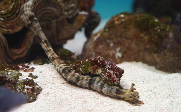 最大4mになる海のエイリアン『オオイカリナマコ』　長いけど太さはたったの3cm？