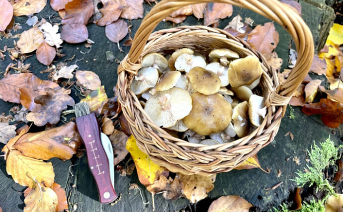 釣りフィールドに生えている美味しい「キノコ」たち　初心者にキクラゲがオススメなワケは？